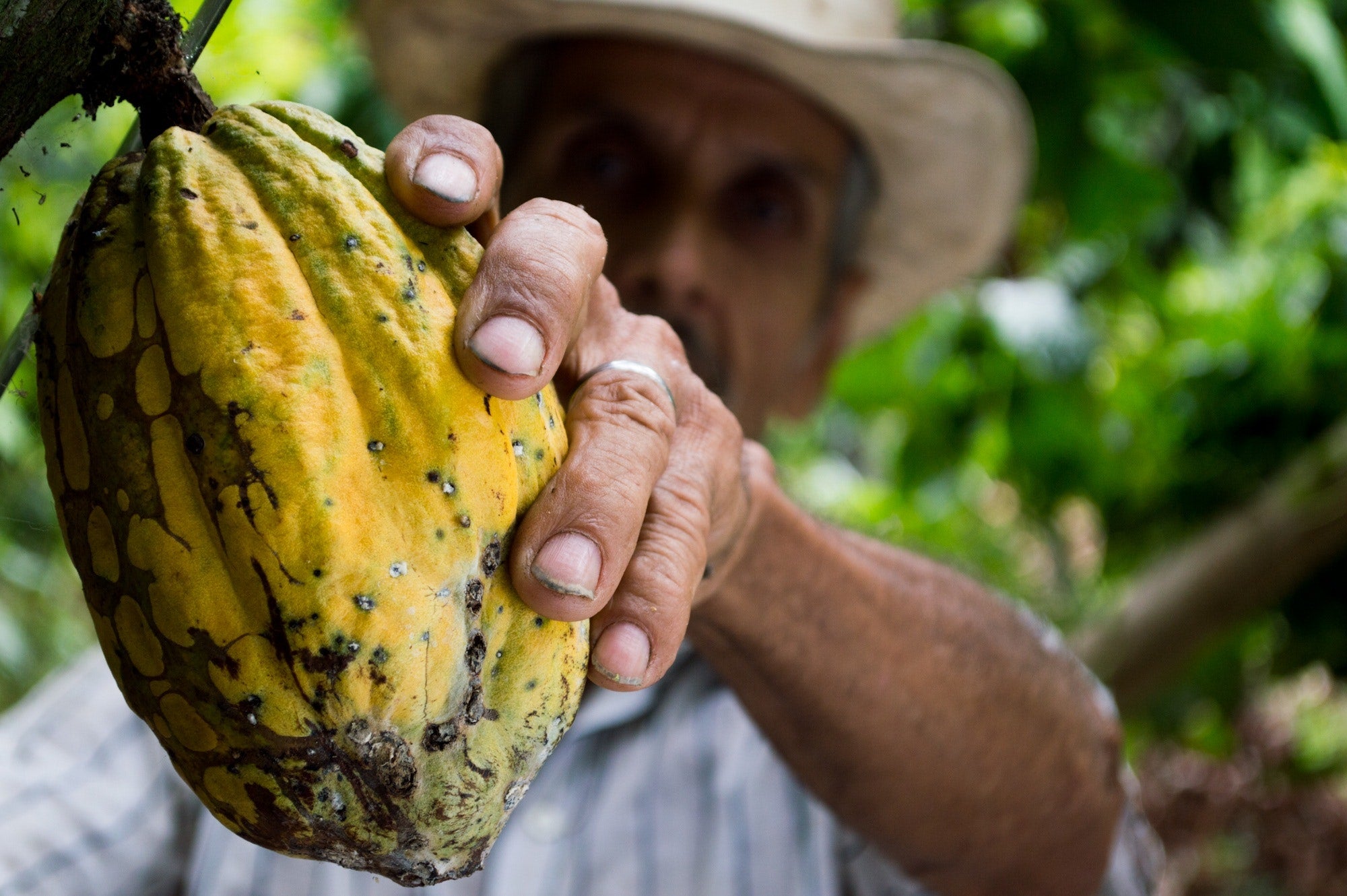 Cacao e cioccolata: dal commercio al divino - ZiaCris