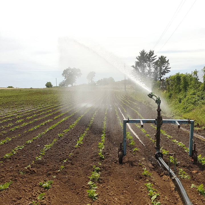 Lentejas Variadas Ecológicas 300g