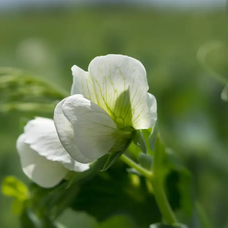 Organic white chickpeas 400g