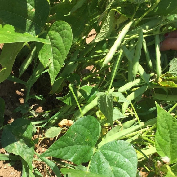 Frijoles Borlotti Ecológicos 300g