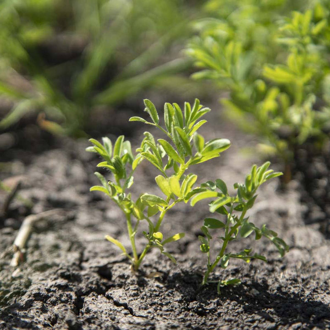 Lentejas Variadas Ecológicas 300g