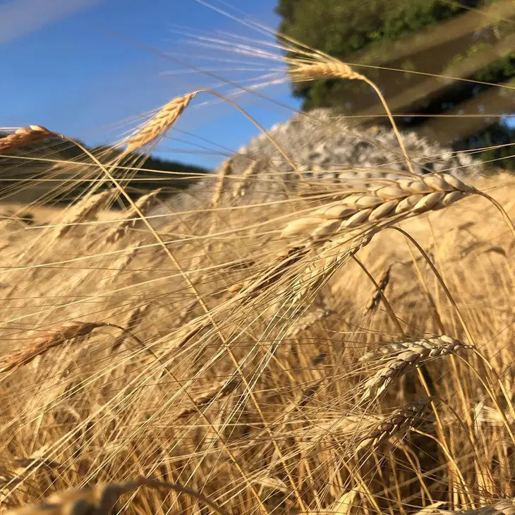 Cebada descascarillada ecológica 400g
