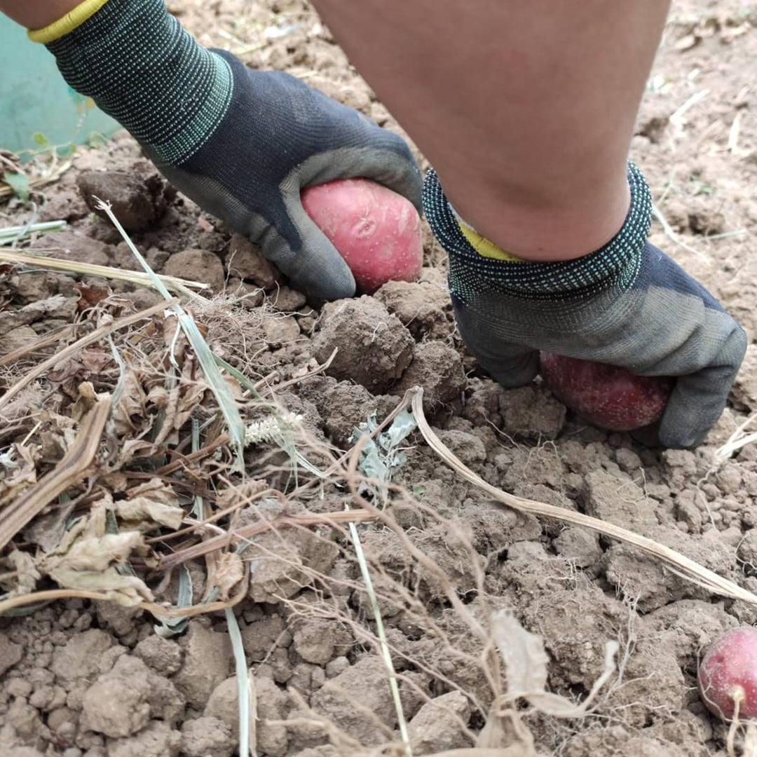 Patatas rojas de las colinas de Viterbo