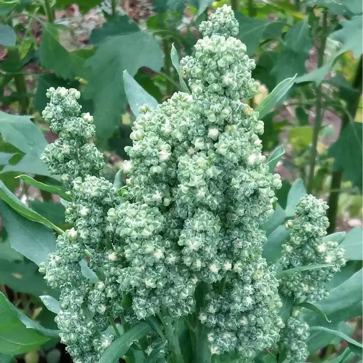Italian White Quinoa Grain 300g