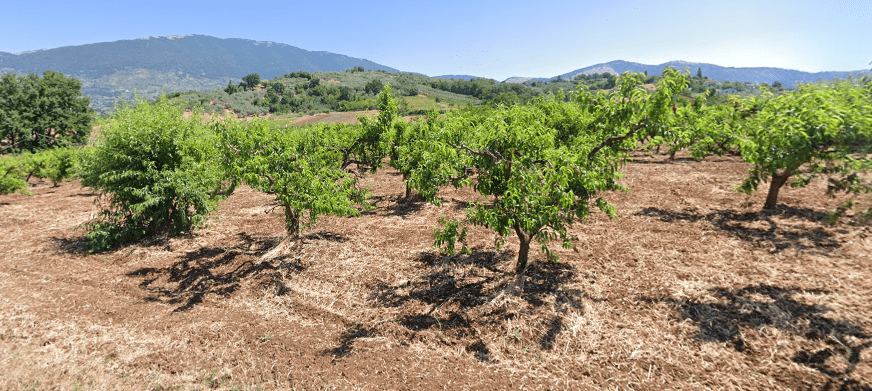 Azienda Agricola Adiutori Luciana - ZiaCris