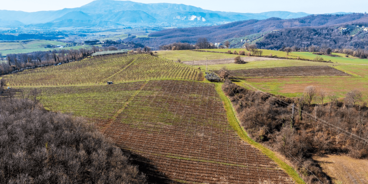 Cantine Federici - ZiaCris