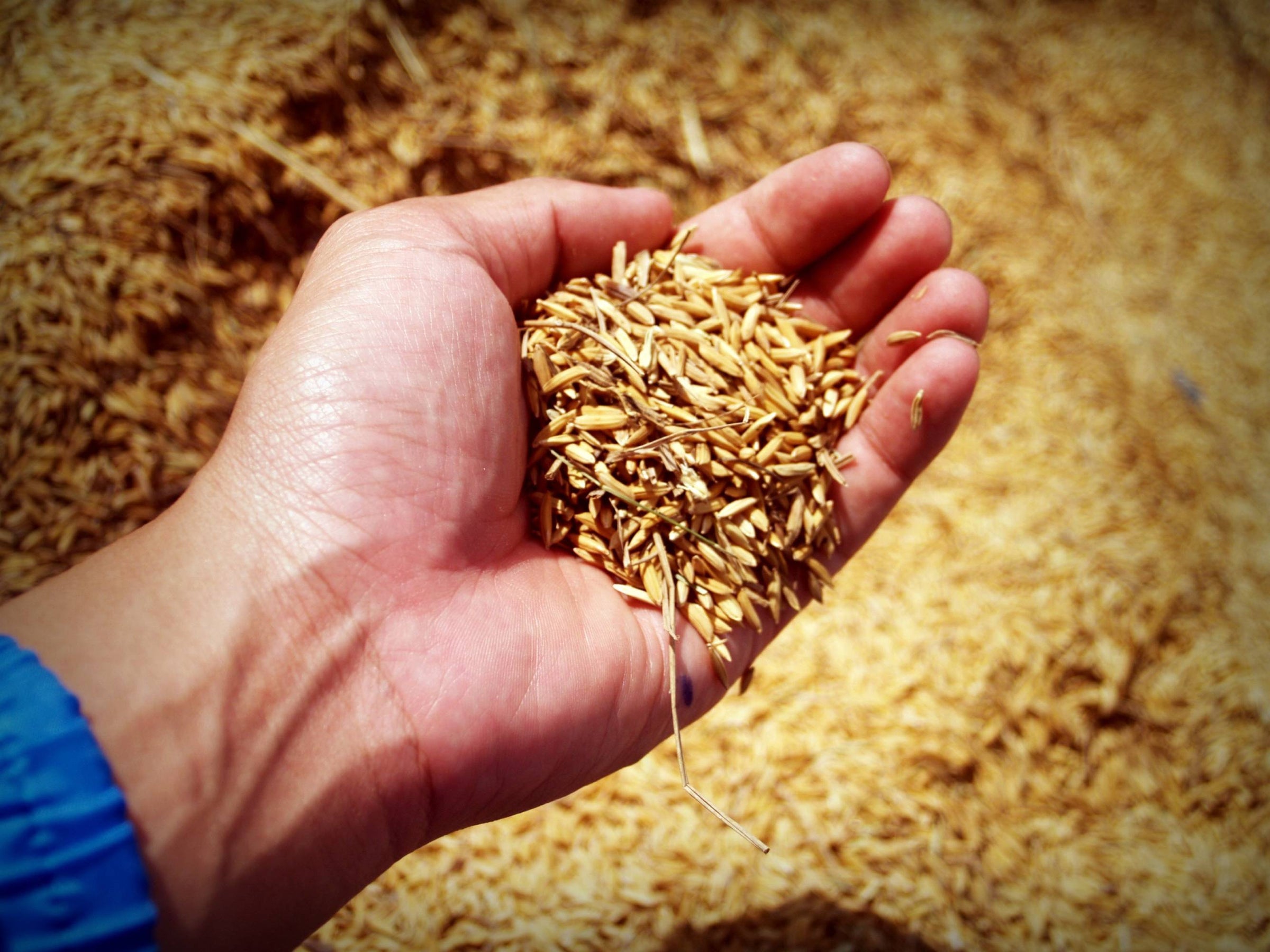 Cereali, la nostra energia millenaria - ZiaCris
