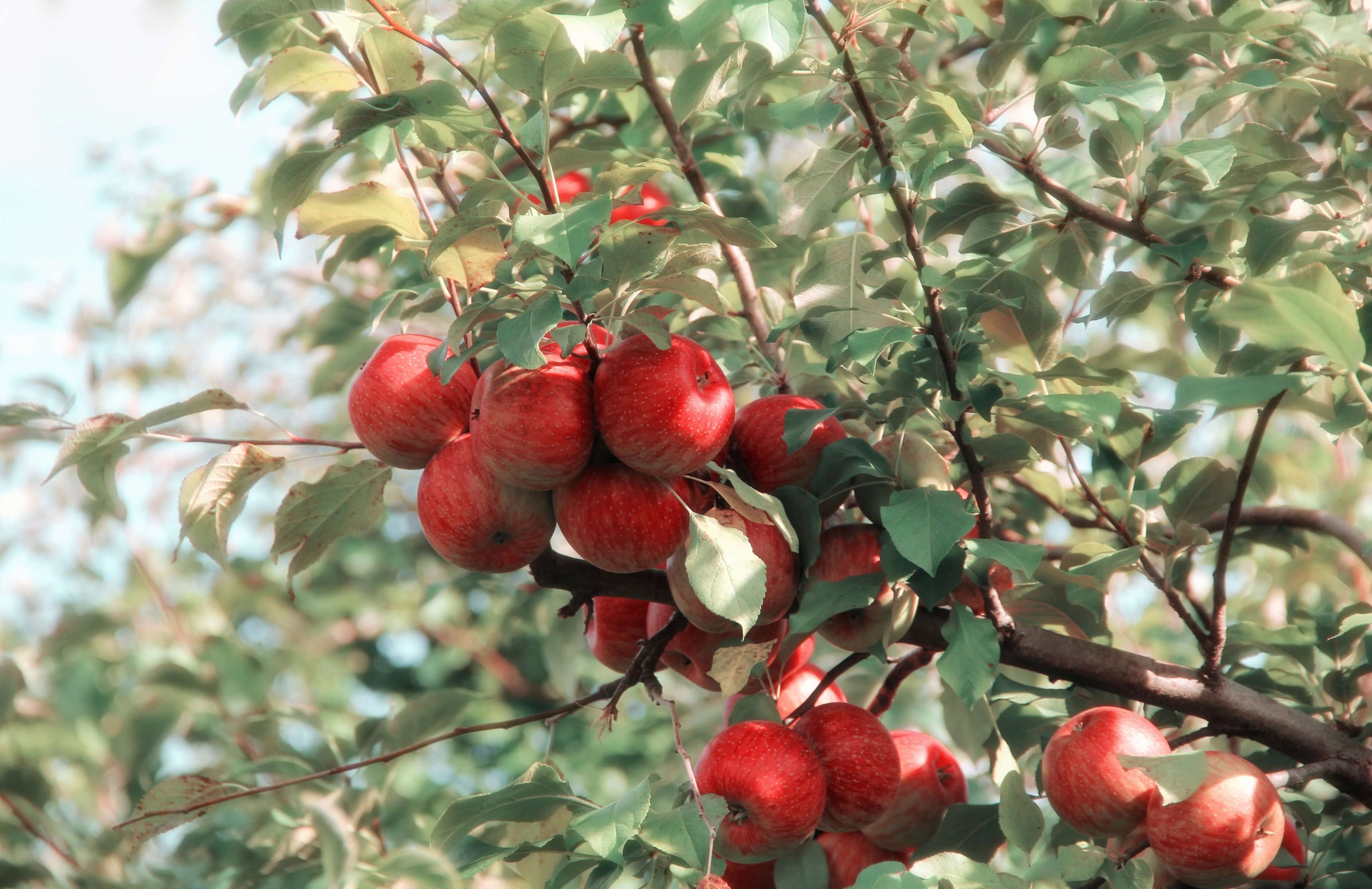 mele rosse su ramo di albero