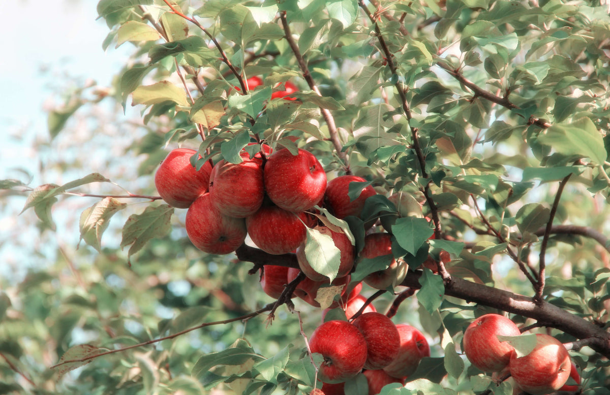 Frutta fresca - ZiaCris
