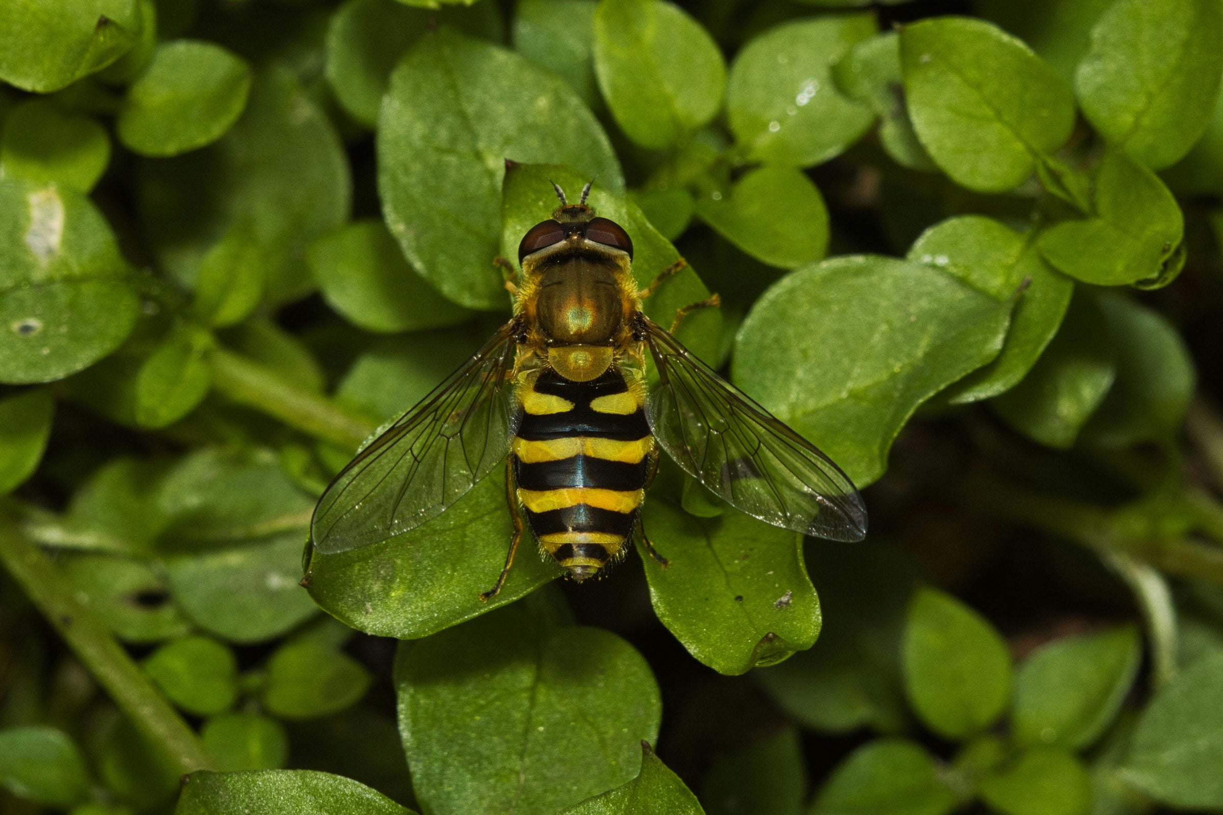 Sostenibilità Ambientale - ZiaCris DispensAttiva