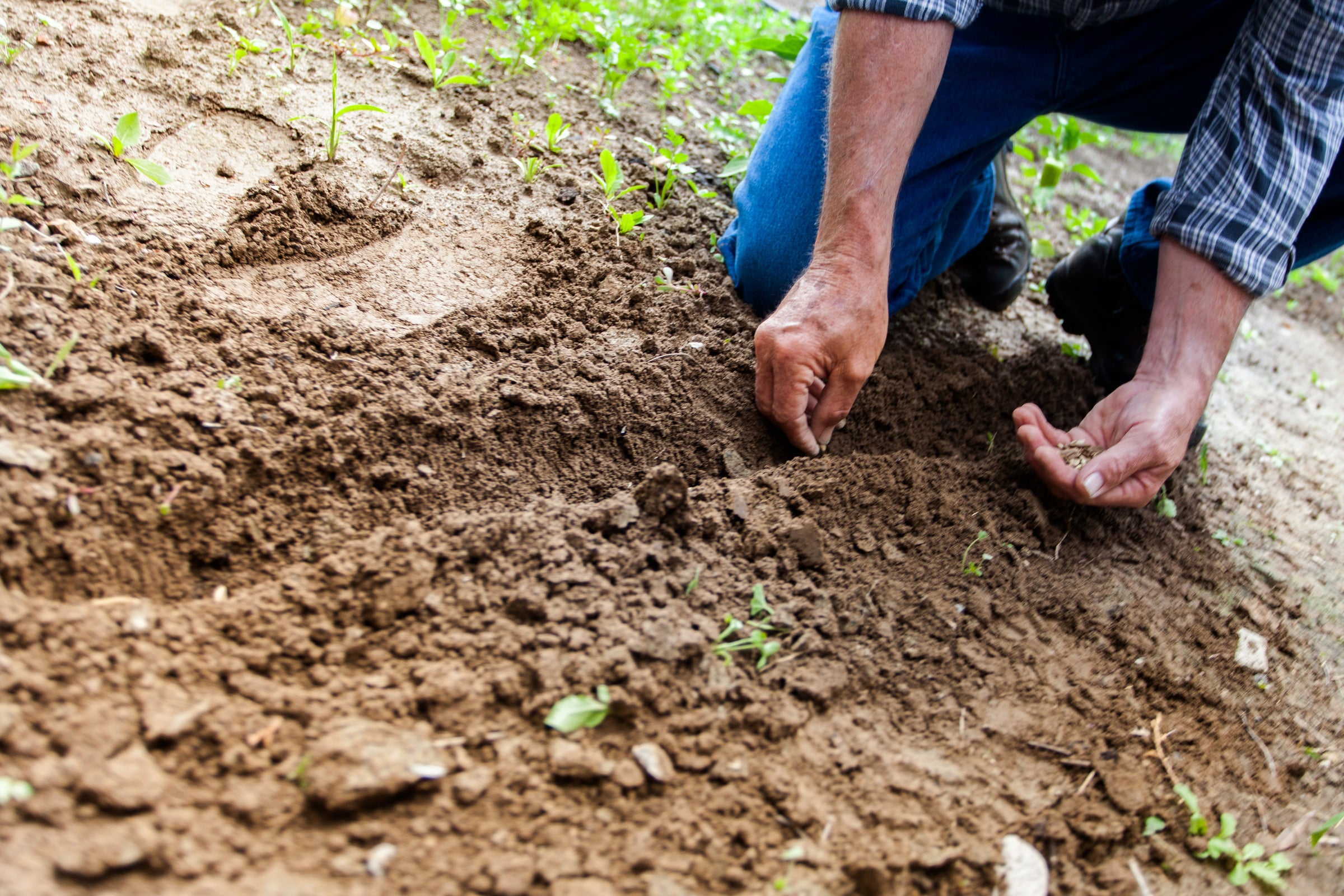 Verdura, frutta e semi da agricolture biologiche e rigenerative