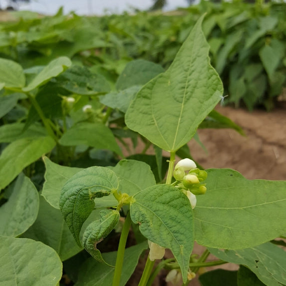 Cicerchia intera biologica 400g A.G.R. s.r.l.