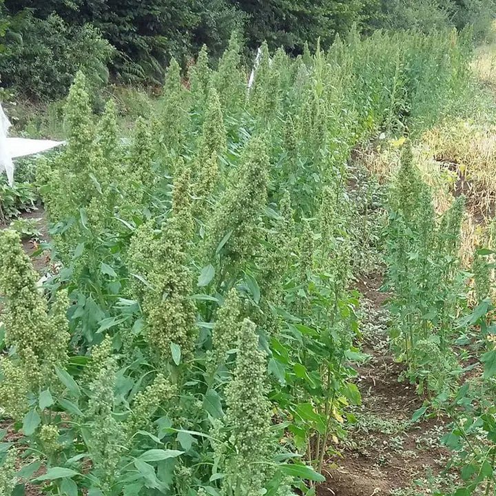 Granella di Quinoa Bianca italiana 300g A.G.R. s.r.l.