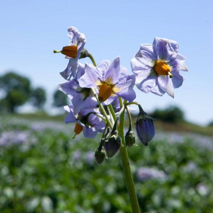 Patate fresche Delizia Blu dei Colli Viterbesi A.G.R. s.r.l.